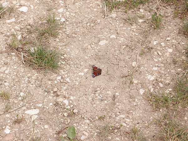 Bild Nr. 28